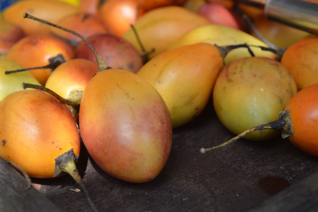 aliment-tamarillo-histoire