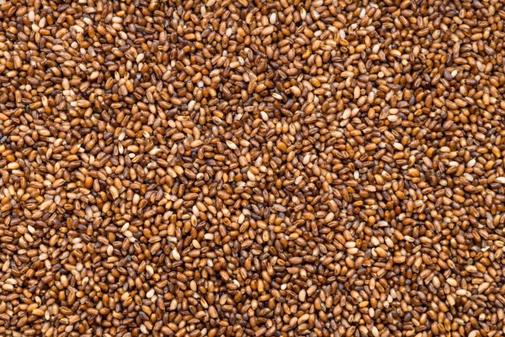 aliment-teff-aliment