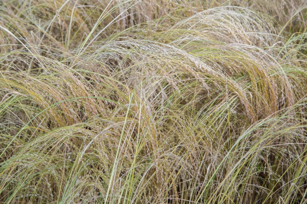 aliment-teff-utilisation