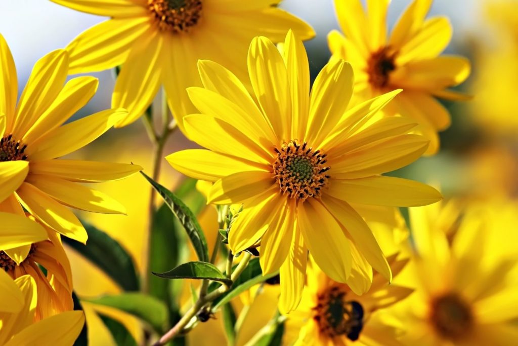 aliment-topinambour-aliment