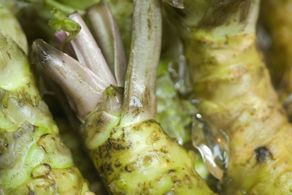 aliment-wasabi-aliment