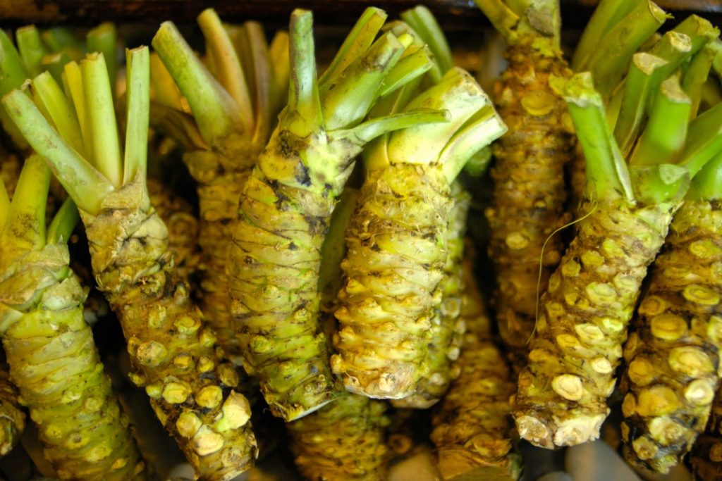 aliment-wasabi-histoire
