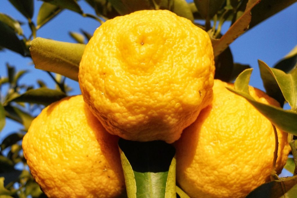 alimento-yuzu-alimento