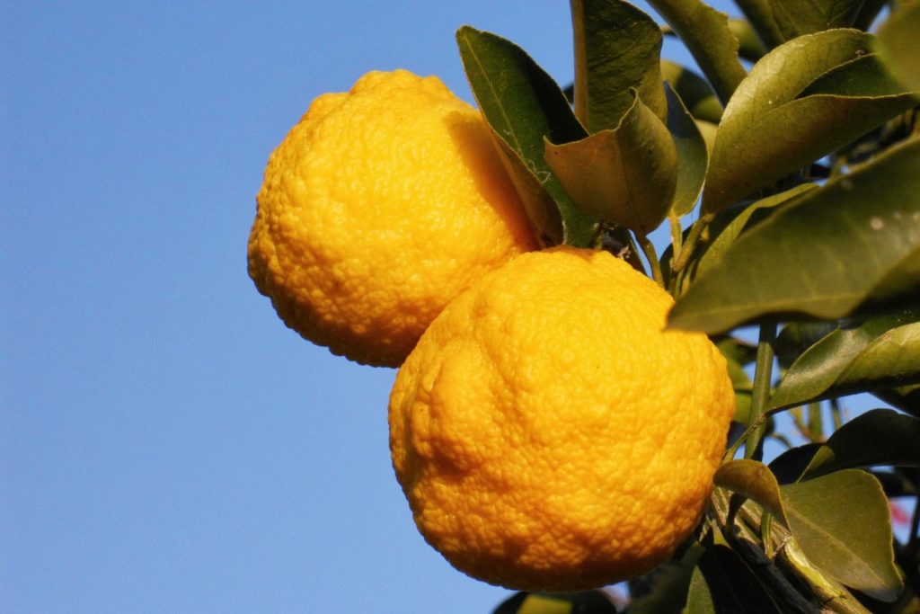 alimento-yuzu-utilizacion