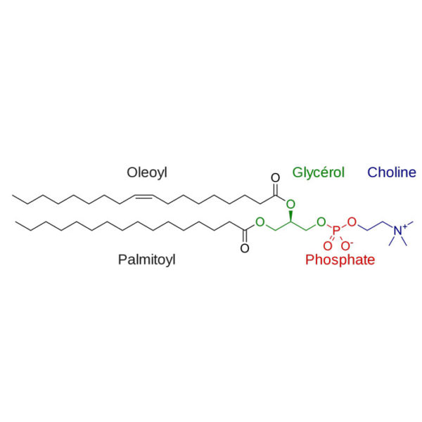 E322 Lécithines Guide des Additifs Alimentaires de A à Z France