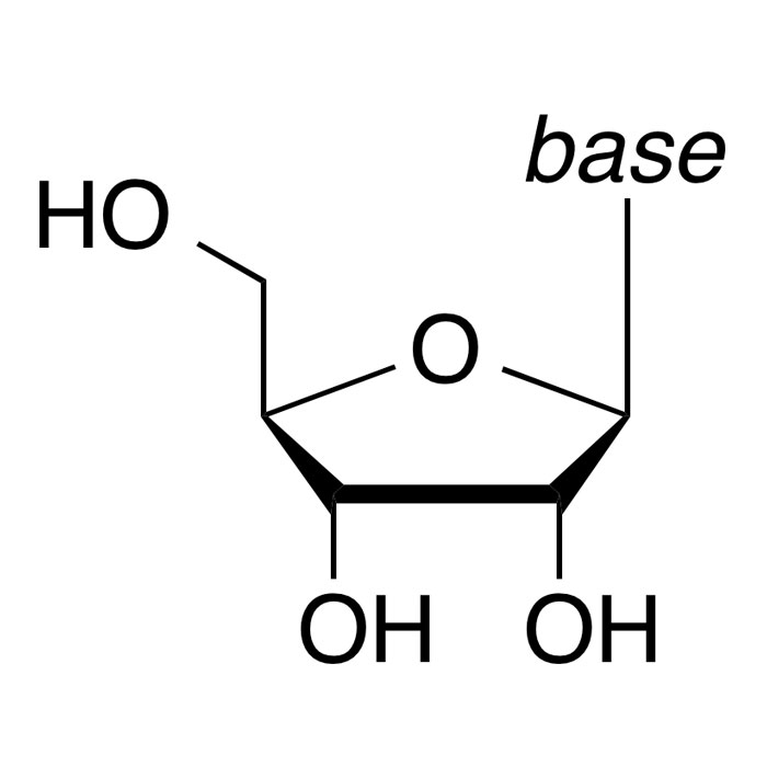 nucleoside