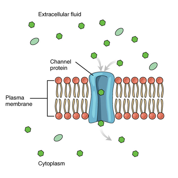 proteine-de-transport