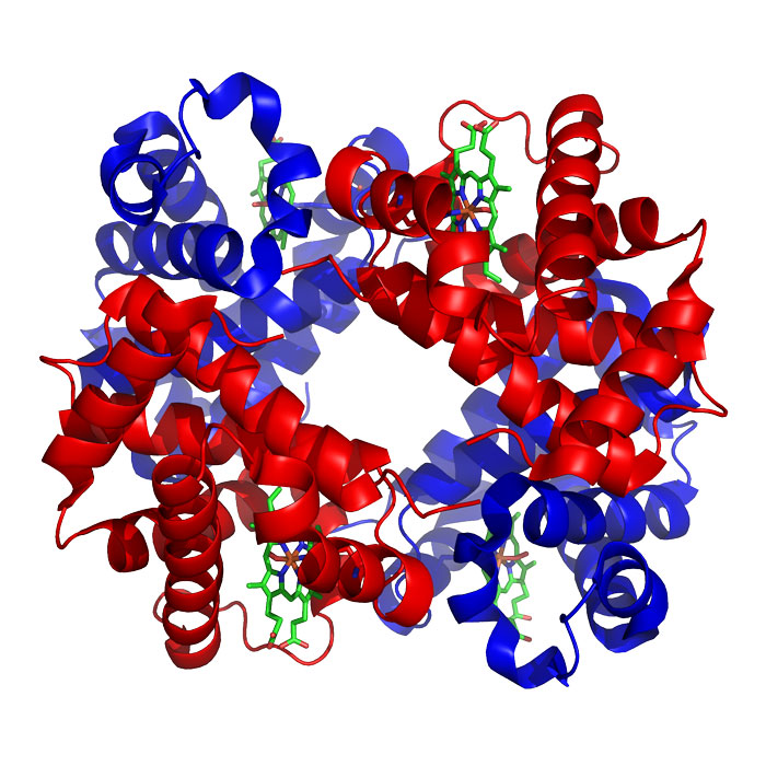 proteine-globulaire