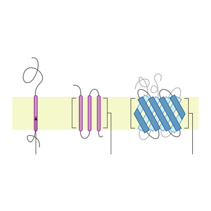 proteine-membranaire