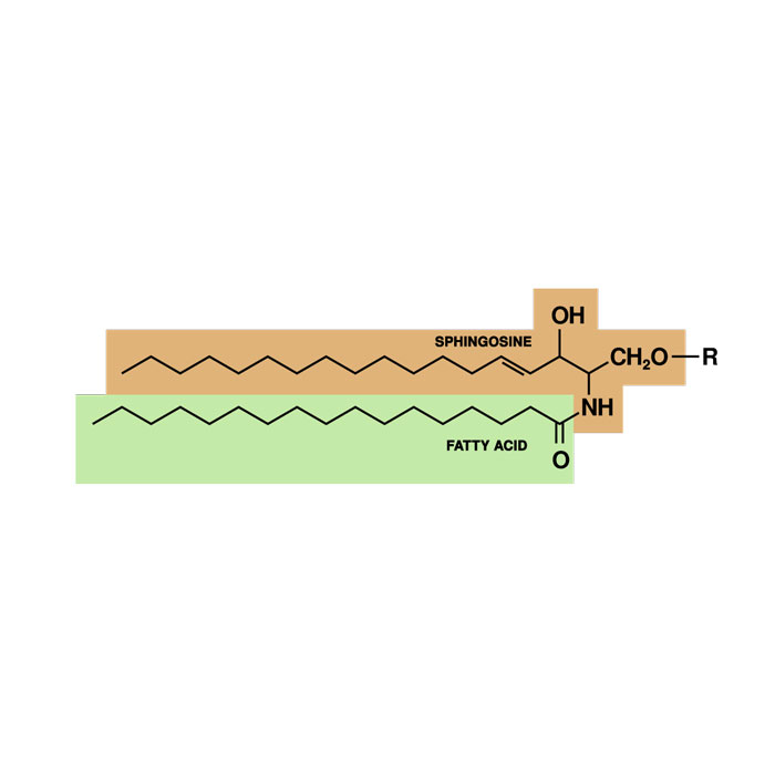 sphingolipide