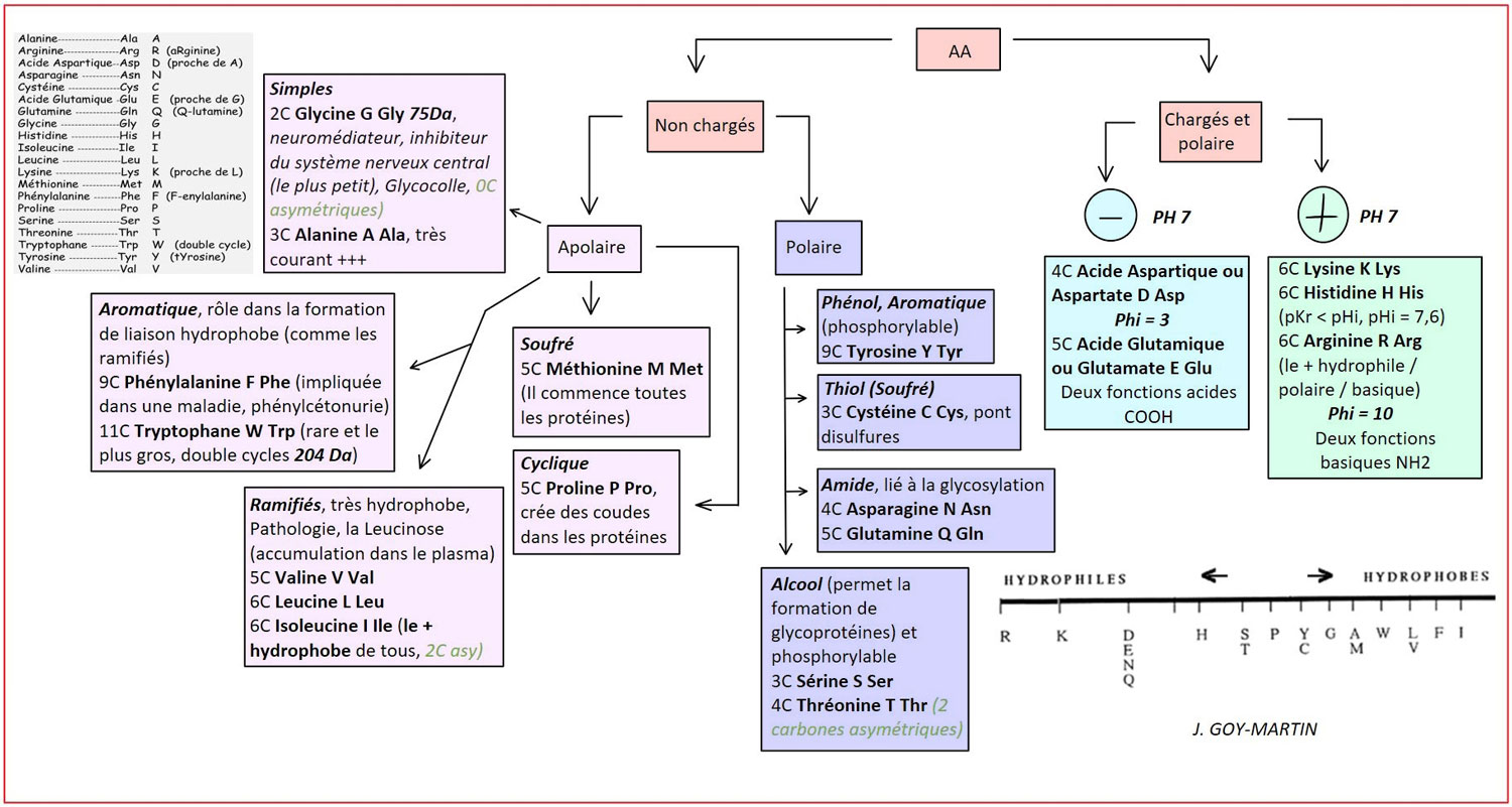 Acide Aminé Protéinogène Guide des Nutriments de A à Z France Minéraux