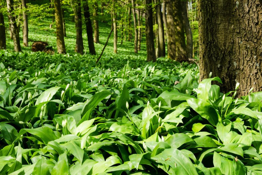 aliment-ail-des-ours-aliment