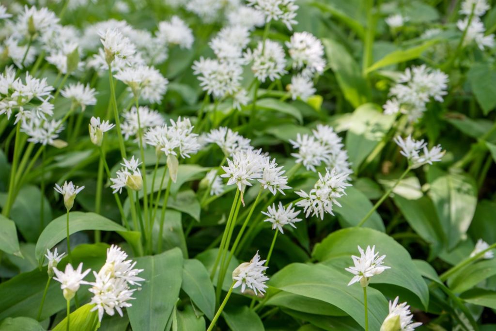 aliment-ail-des-ours-histoire