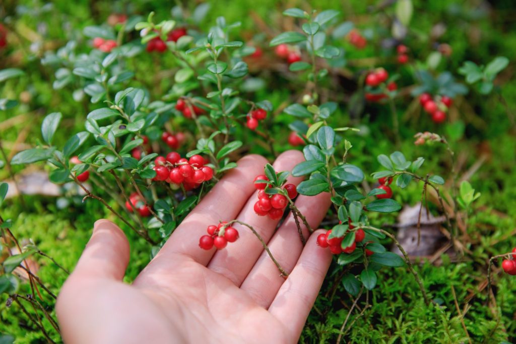 aliment-airelle-histoire