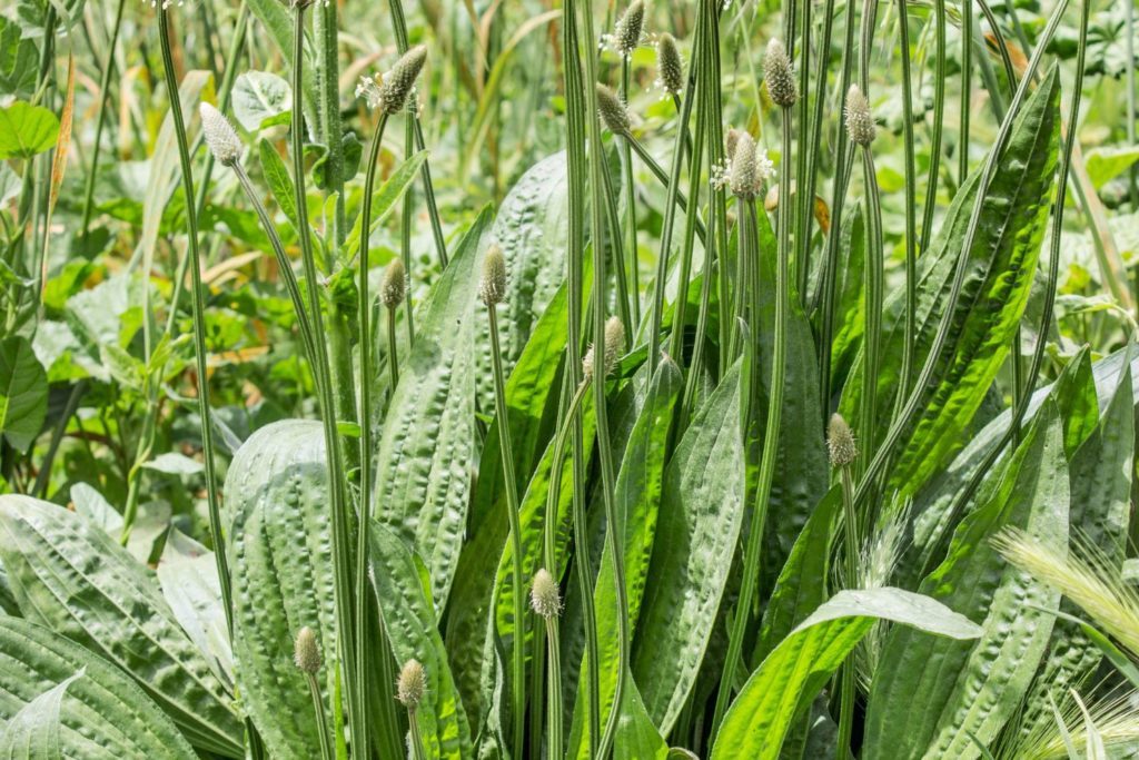 aliment-banane-plantain-histoire