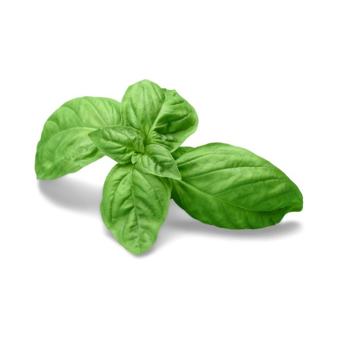 aliment-basilic