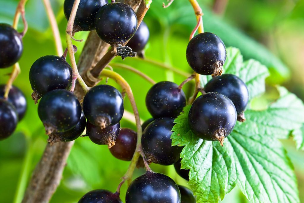 aliment-cassis-aliment