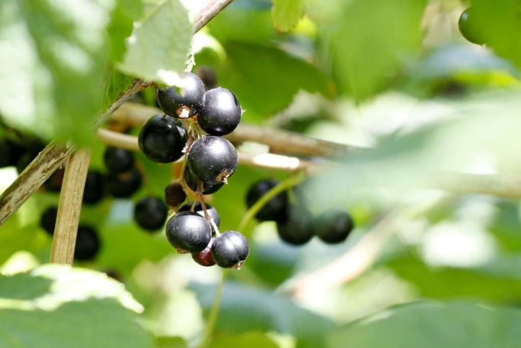 aliment-cassis-utilisation