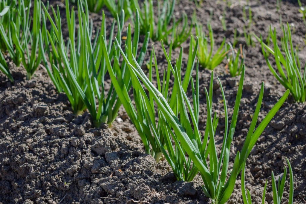 aliment-cebette-utilisation
