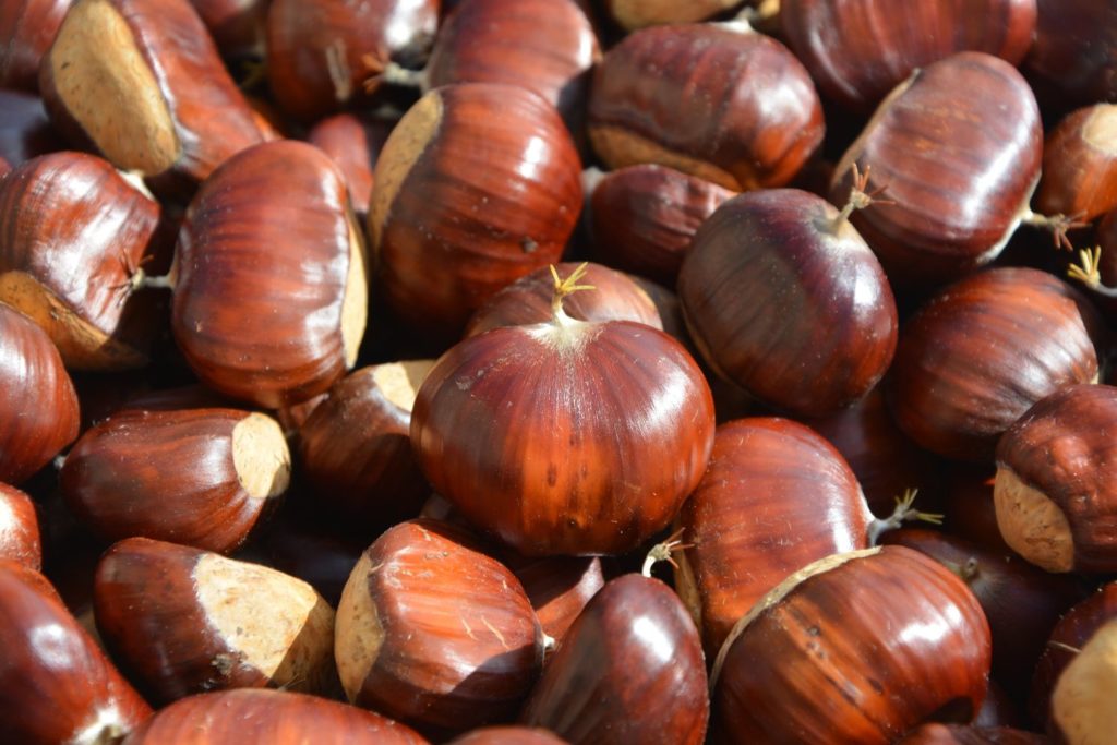 Châtaignier Commun 2 Litres - Arbre Fruitier Ornemental, Source De Vitamines - Parfait Pour Jardin