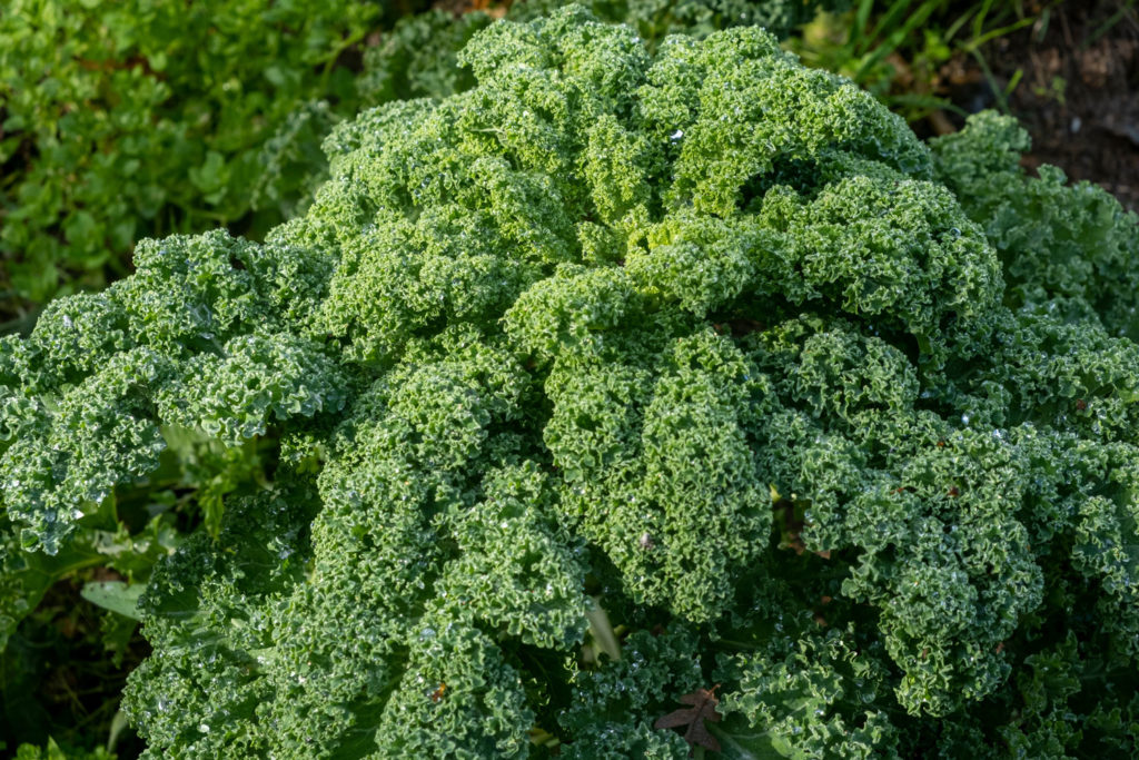 aliment-chou-frise-descriptif