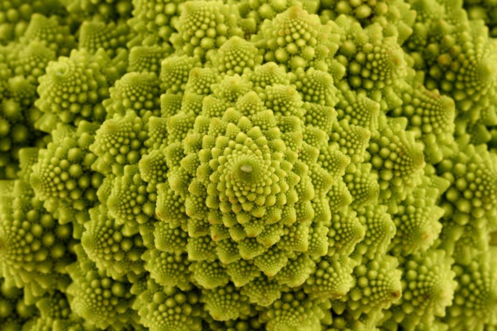 aliment-chou-romanesco-histoire