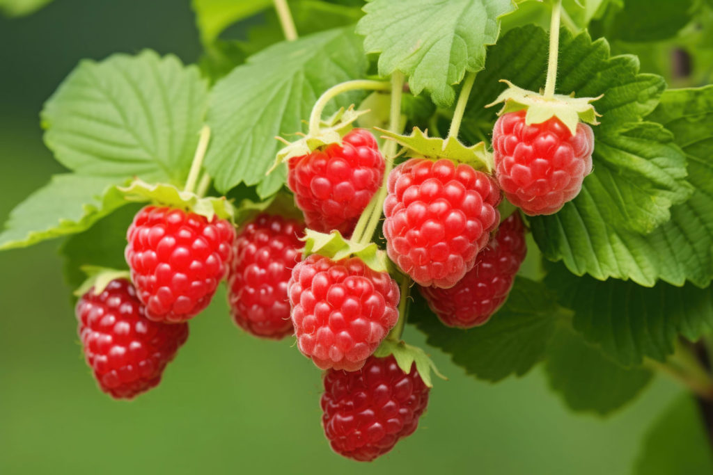 aliment-framboise-histoire