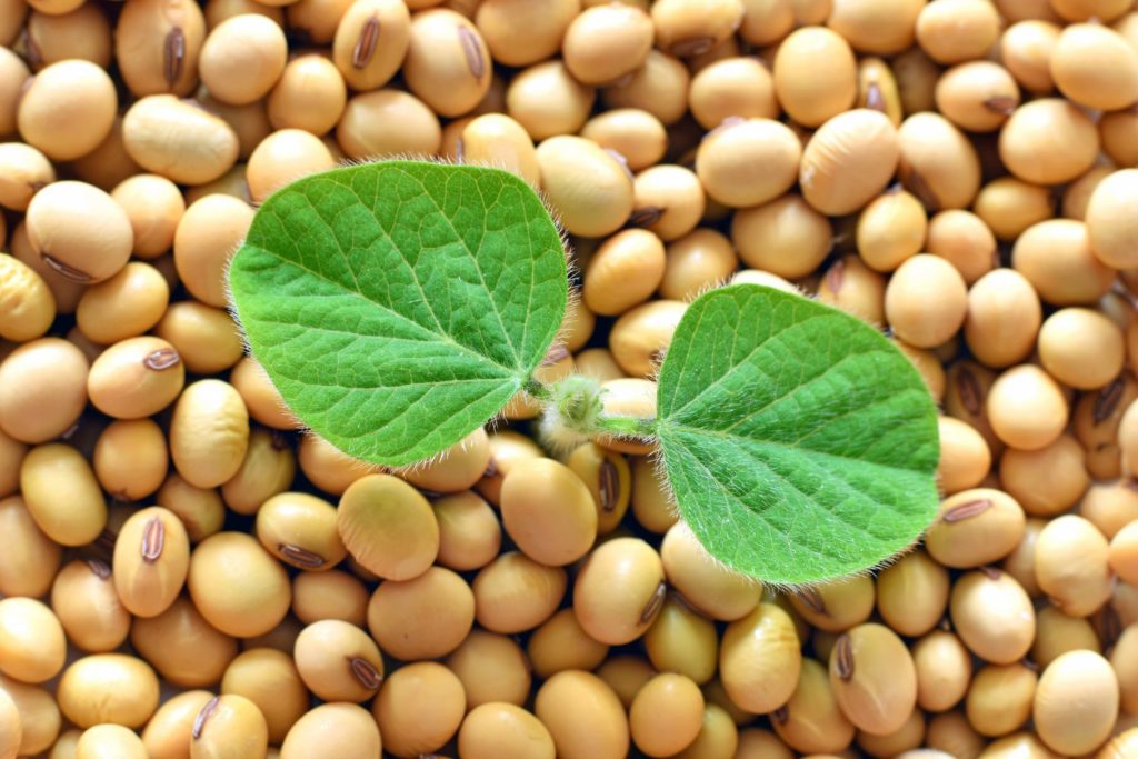 aliment-lait-de-soja-aliment