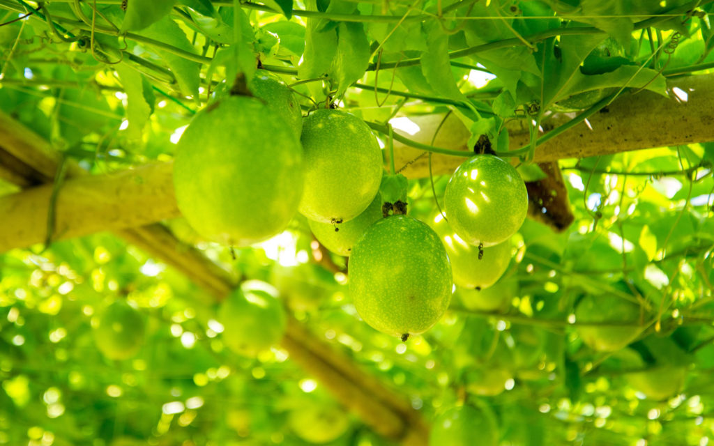 aliment-maracuja-histoire