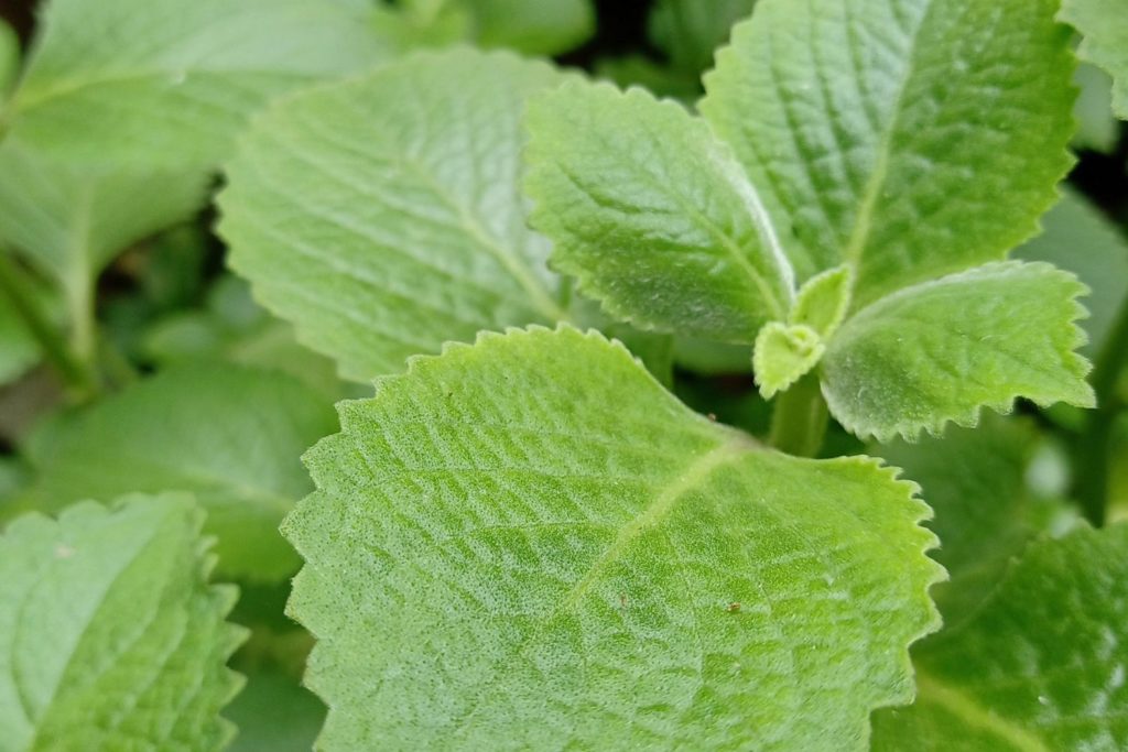 aliment-origan-utilisation