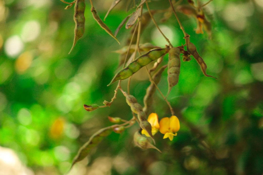 aliment-petit-pois-aliment