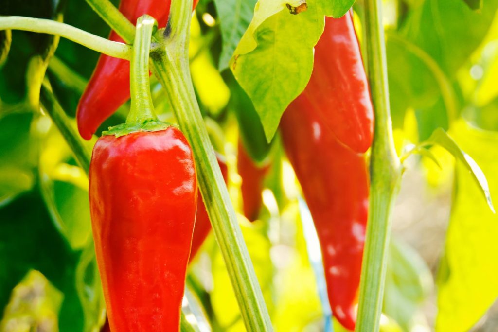 aliment-piment-d-espelette-utilisation