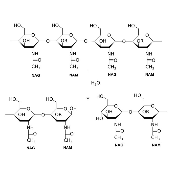 e1105-lysozyme