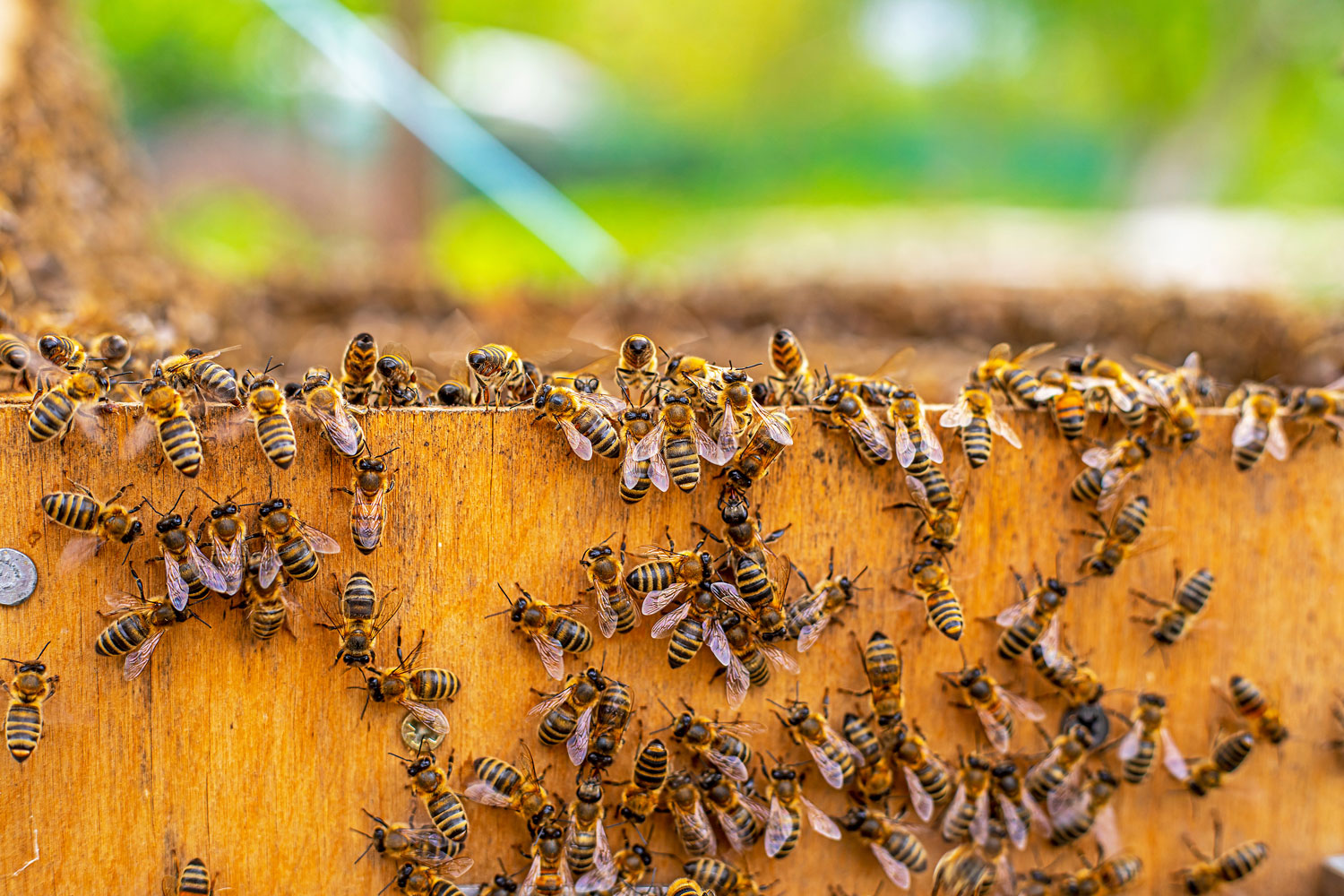 apitherapie-medecine-abeilles