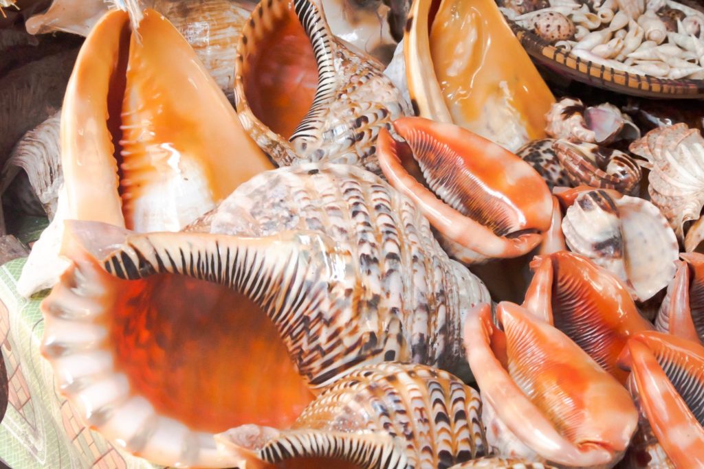 instrument-pututu-apprendre