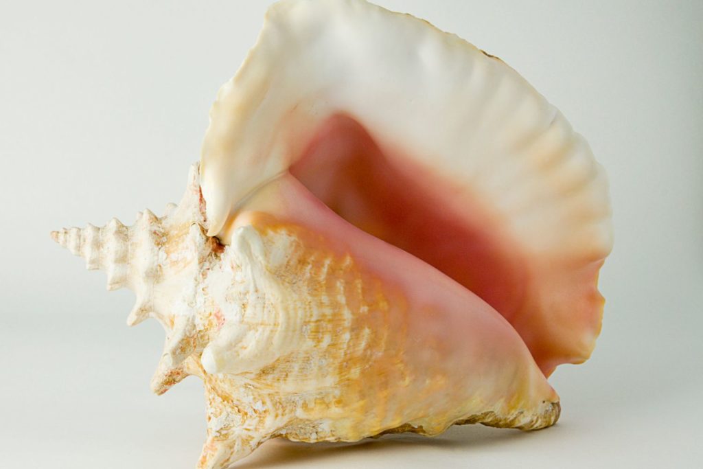 instrument-pututu-fonctionnement