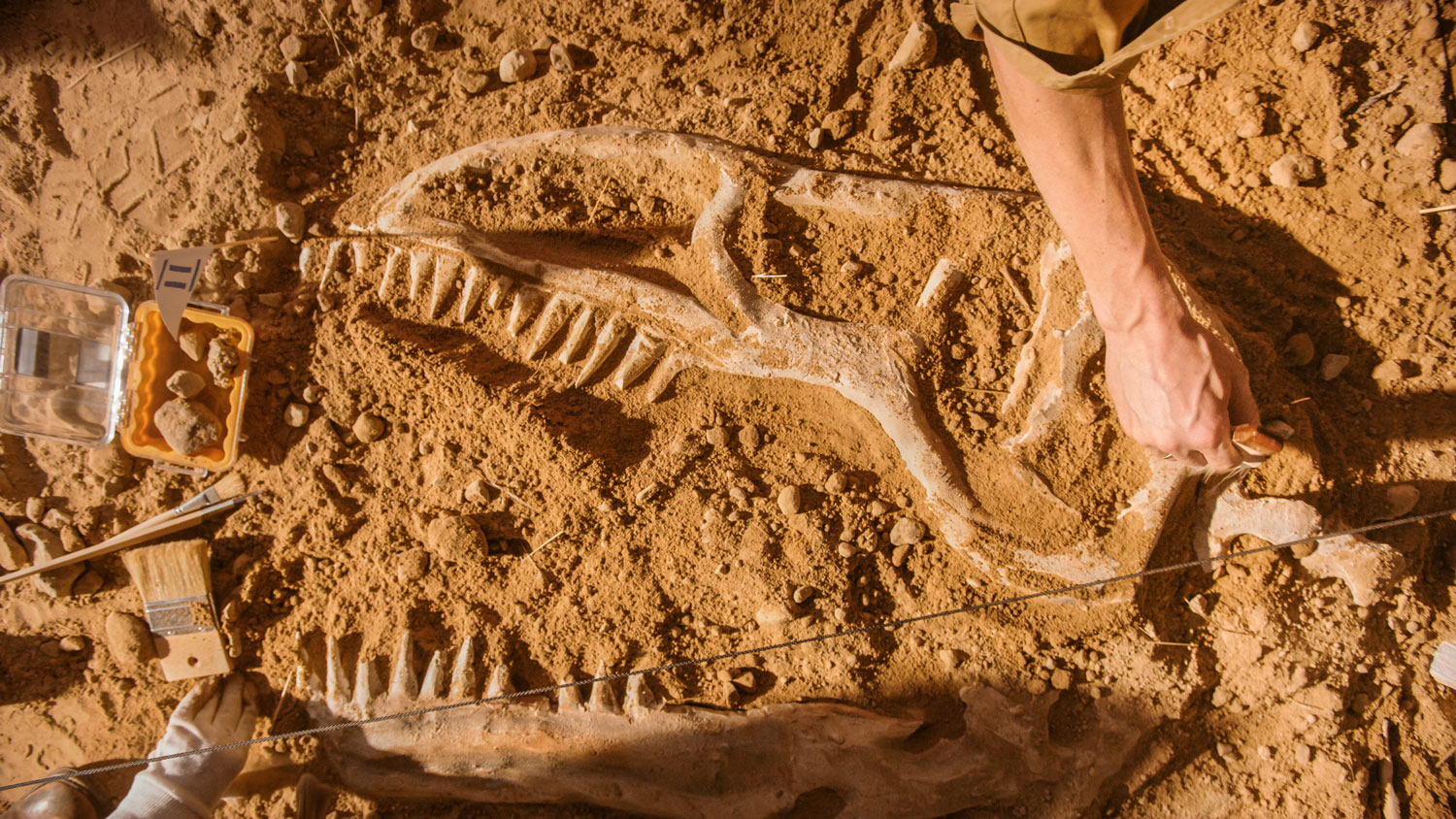 paleontologie-fond