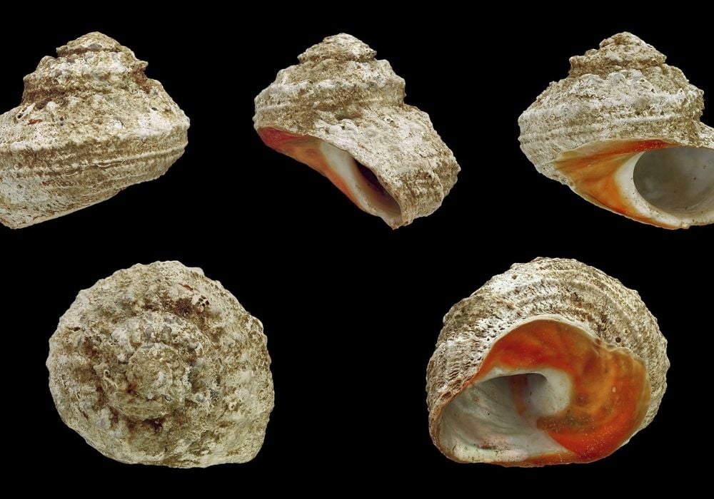 Pierre agate cyclope avec motif œil unique - histoire mythologie grecque Cyclope Polyphème