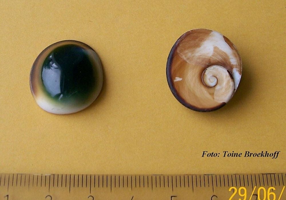 Agate cyclope brute du Maroc - motif œil central unique, bandes concentriques