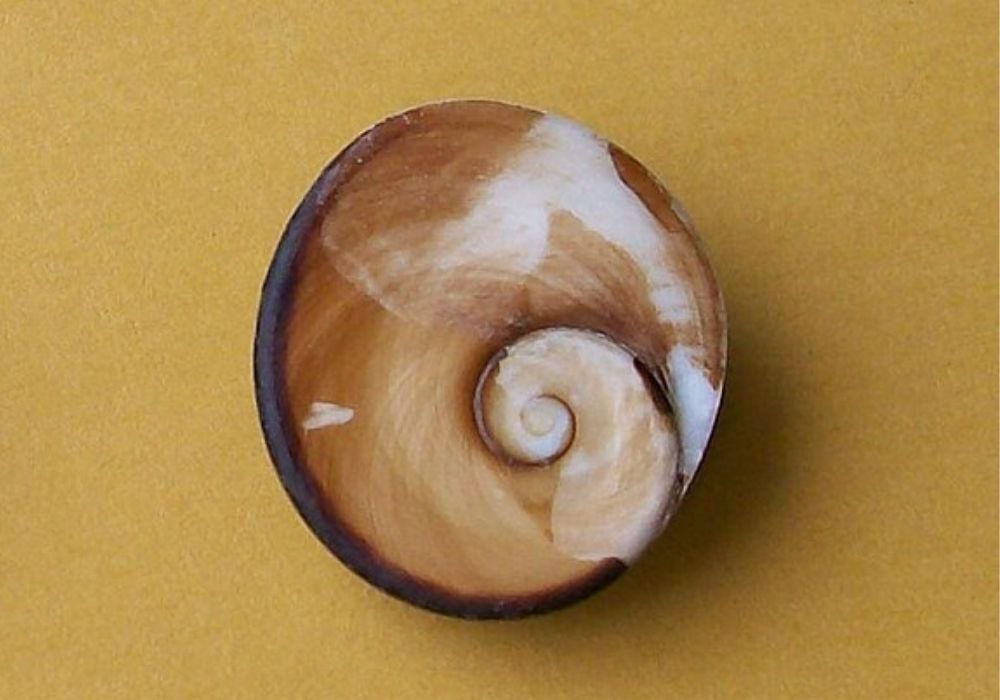 Agate cyclope polie - vertus protection énergétique et vision spirituelle