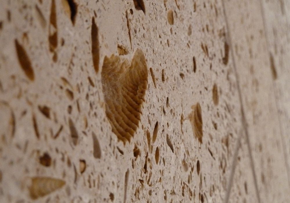 Fossile cardite en forme de cœur - coquille bivalve minéralisée marron et beige, mollusque marin ancien