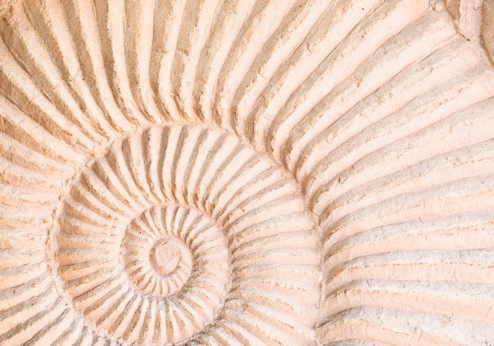Cardite fossile Madagascar - coquille de Cardita minéralisée, dépôts marins cénozoïques, relief et côtes rayonnantes