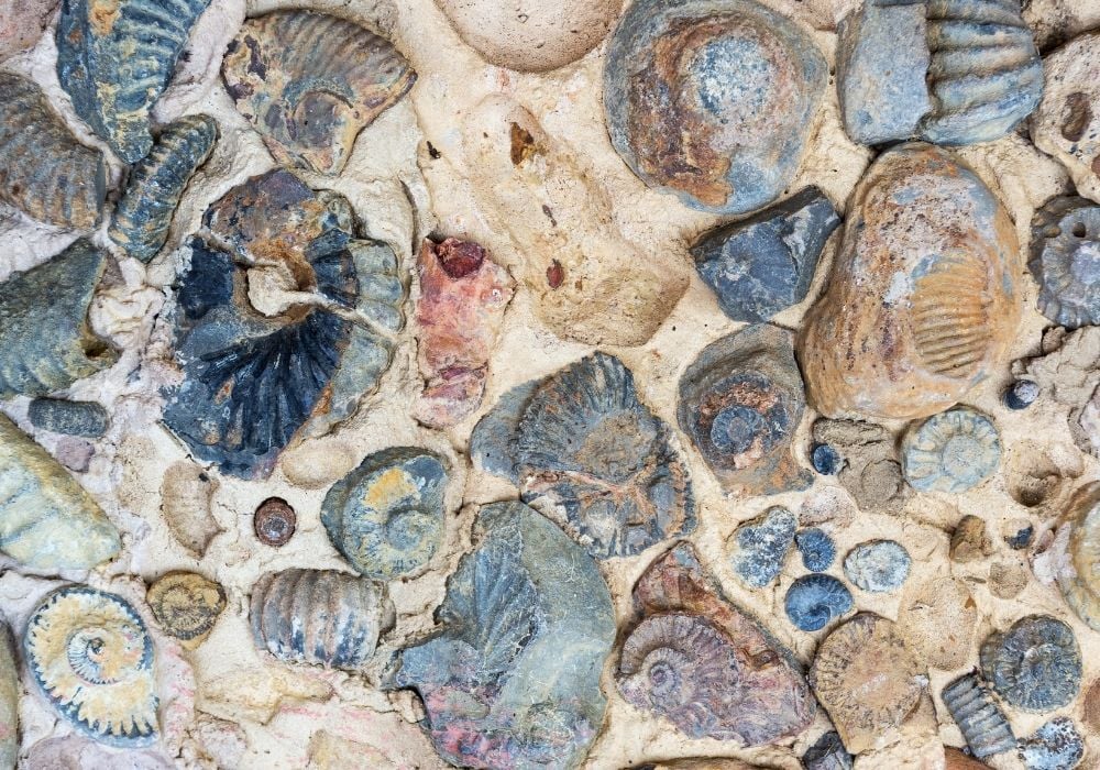 Cardite polie - fossile minéralisé en forme de cœur, propriétés lithothérapie cœur sacré et émotions authentiques
