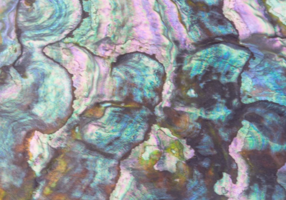 Origine de la pierre Nacre Abalone — coquille d'ormeau (Haliotis) formée en aragonite dans les eaux du Pacifique