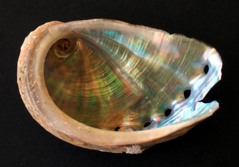 Vertus et propriétés de la pierre Nacre Abalone en lithothérapie — reflets iridescents apaisants du chakra du cœur